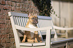 sitting French Bulldog
