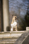 sitting French Bulldog