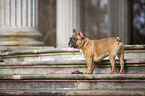 standing French Bulldog