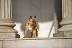 standing French Bulldog