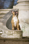 standing French Bulldog