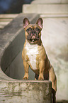 standing French Bulldog