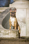standing French Bulldog