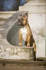 standing French Bulldog