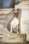 standing French Bulldog