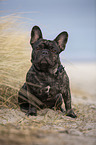 French Bulldog on the baltic sea