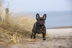 French Bulldog on the baltic sea