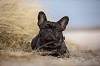 French Bulldog on the baltic sea