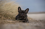 French Bulldog on the baltic sea