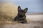 French Bulldog on the baltic sea