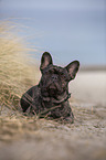 French Bulldog on the baltic sea