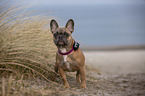 French Bulldog on the baltic sea