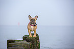 French Bulldog on the baltic sea