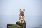French Bulldog on the baltic sea