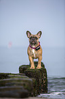 French Bulldog on the baltic sea