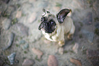young French Bulldog