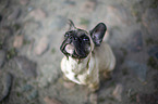 young French Bulldog