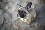 young French Bulldog