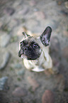 young French Bulldog