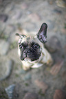 young French Bulldog