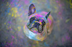 sitting French Bulldog