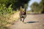 running French Bulldog