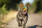running French Bulldog