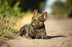lying French Bulldog