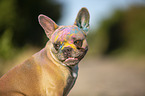French Bulldog Portrait