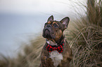 French Bulldog Portrait