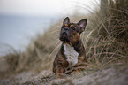 lying French Bulldog