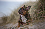 lying French Bulldog