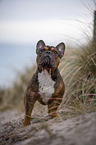 standing French Bulldog