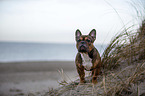 standing French Bulldog