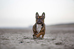 French Bulldog runs on the beach