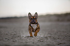 French Bulldog runs on the beach