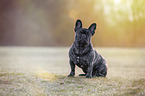 sitting French bulldog