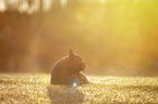 lying French bulldog