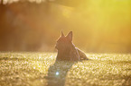 lying French bulldog