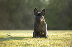 sitting French bulldog