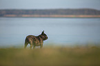 French bulldog on the lake shore