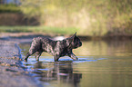 French bulldog on the lake shore