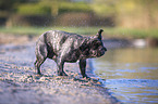 French bulldog on the lake shore
