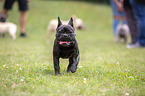 French Bulldog between people