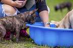 French Bulldogs