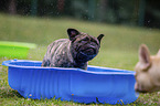 French Bulldogs