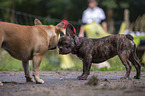 French Bulldog between people