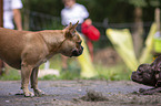 French Bulldog between people