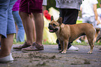 French Bulldog between people