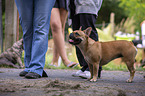 French Bulldog between people